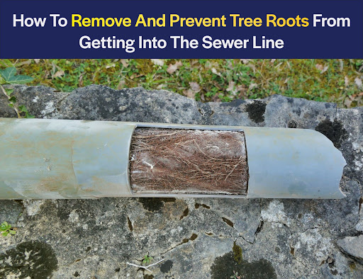 prevent roots from getting into the sewer line