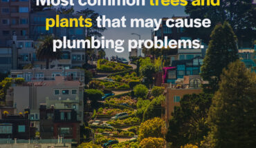 Most common trees and plants that may cause plumbing problems