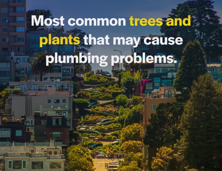 Most common trees and plants that may cause plumbing problems