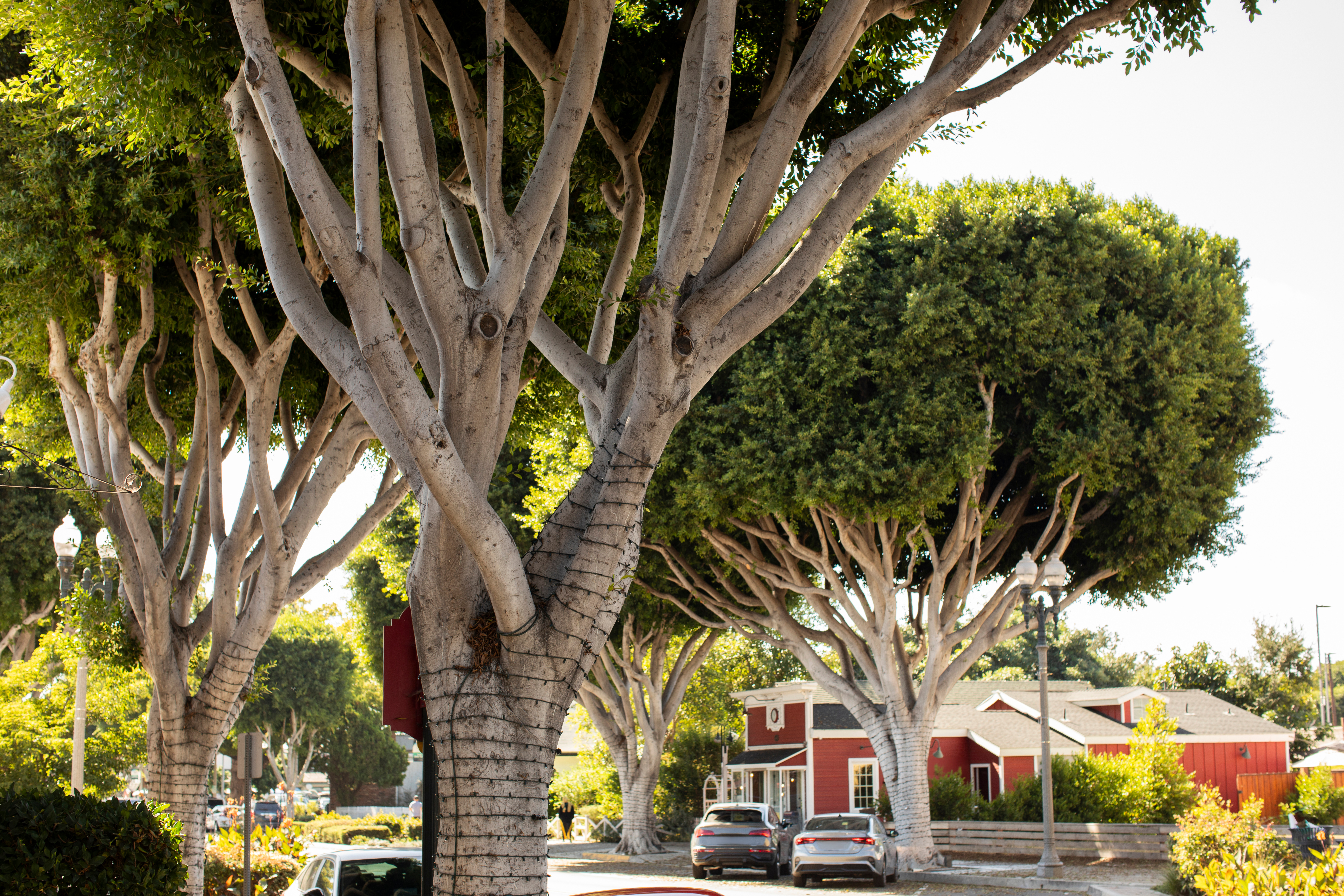 TUSTIN, CA DRAIN CLEANING & SEWER SERVICES